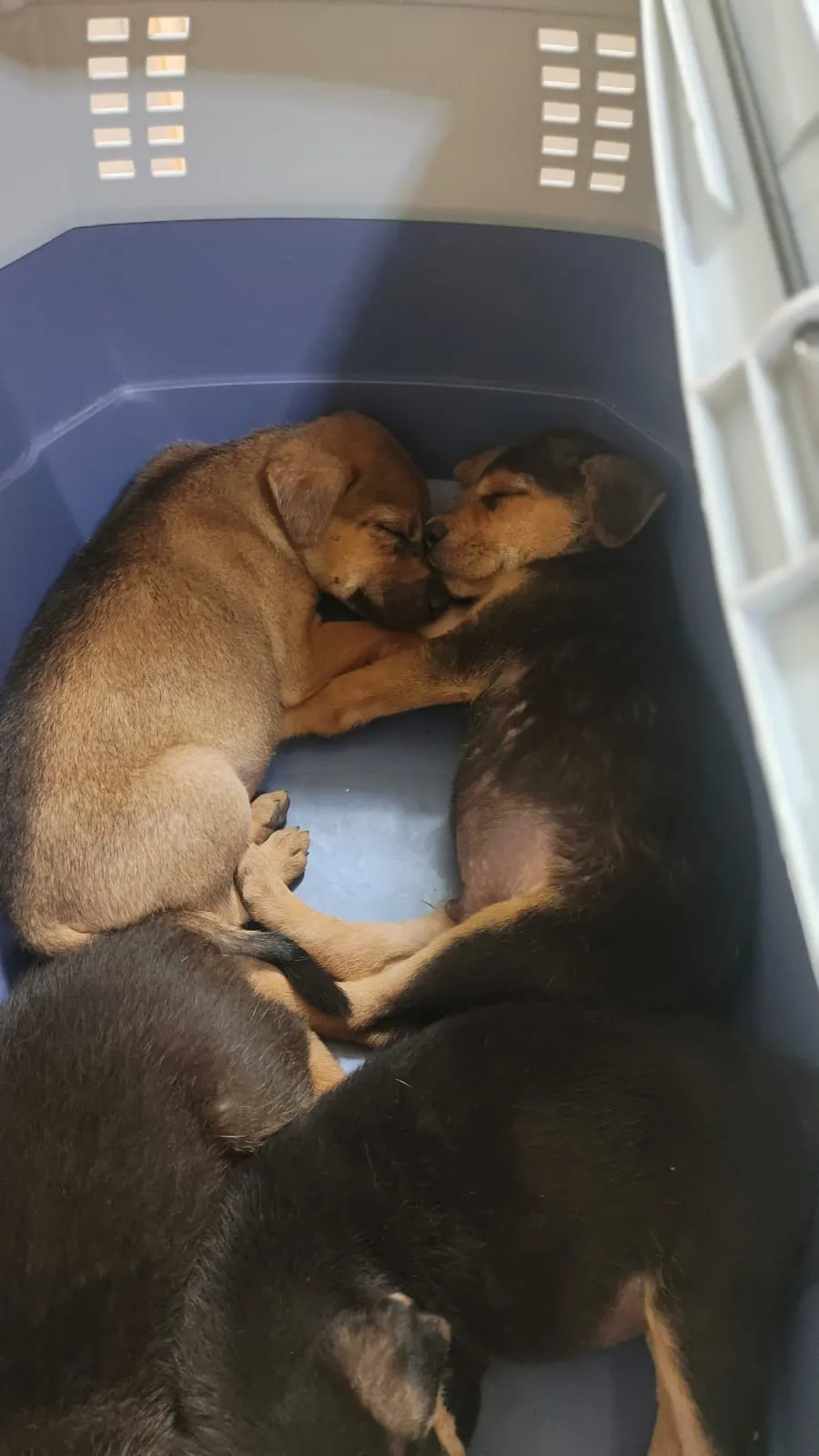 5 Rescue Puppies