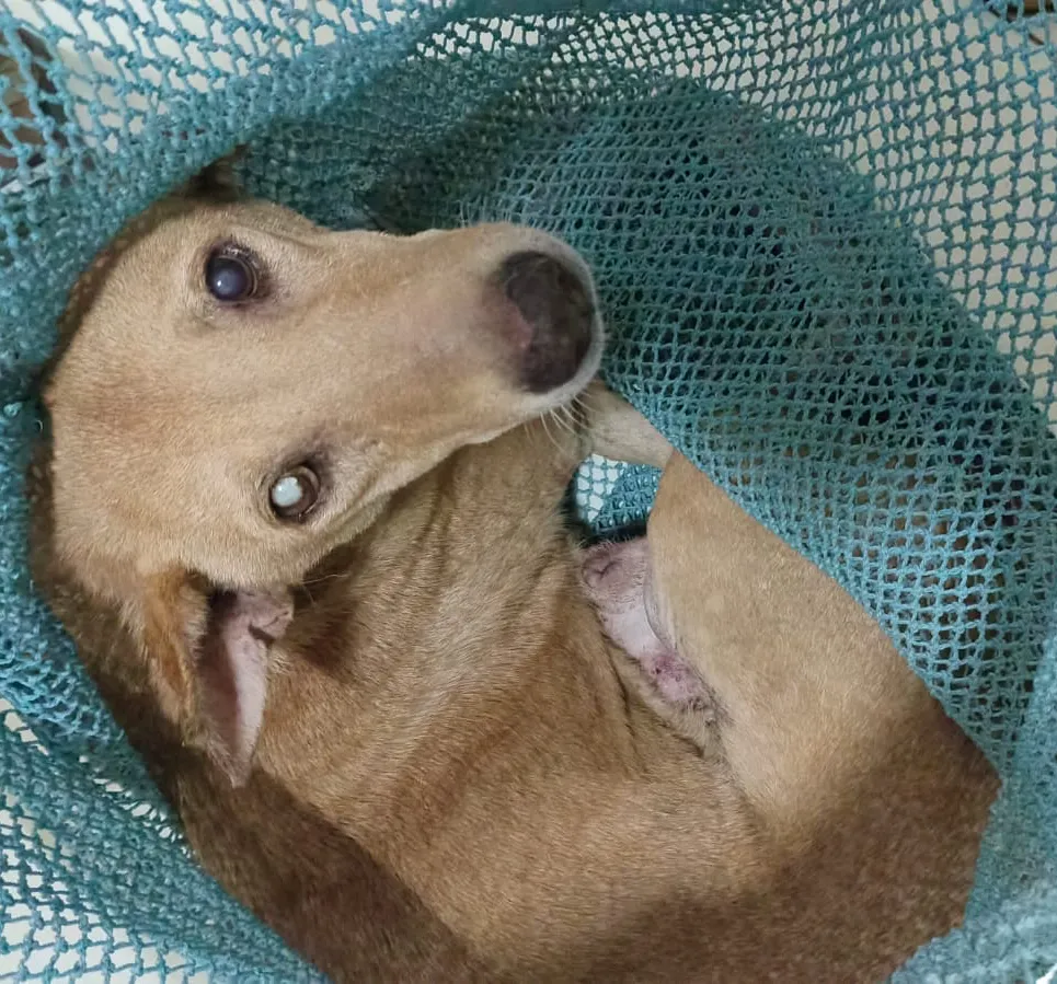 Pintu